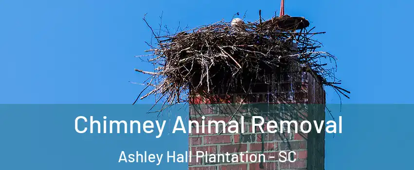 Chimney Animal Removal Ashley Hall Plantation - SC