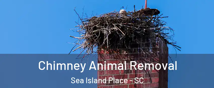 Chimney Animal Removal Sea Island Place - SC