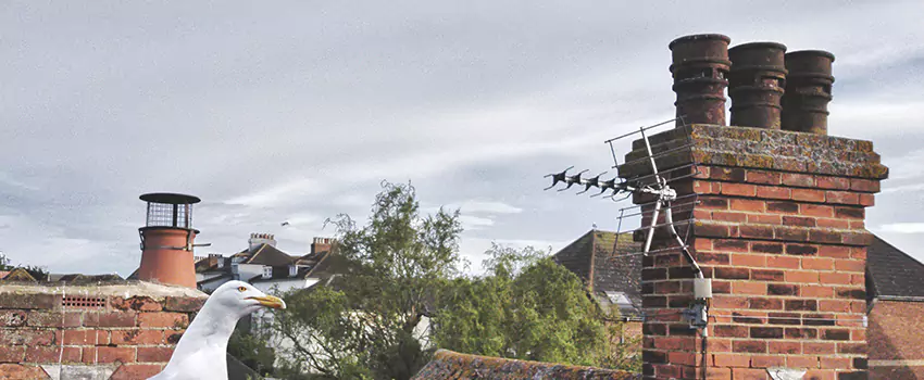Chimney Cleaning And Restoration in Ashley Forest, South Carolina